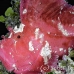 scorpionfish_leaf_ni_h_0006_pal0122.jpg
